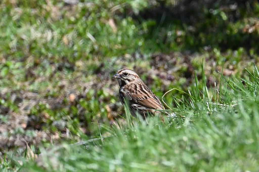 2025-04176313 Broad Meadow Brookl, MA.JPG - Song Sparrow. Broad Meadow Brook Wildlife Sanctuary, MA, 4-17-2025